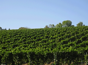 Weinberg